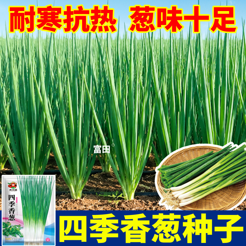 四季小香葱种子香味浓厚阳台室内盆栽葱耐寒四季种籽新鲜家庭菜种