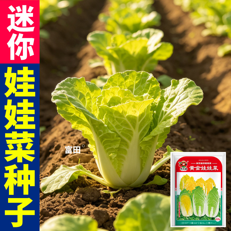 黄金娃娃菜种子甜嫩爽口耐寒耐热小白菜蔬菜种籽一代杂交山东寿光