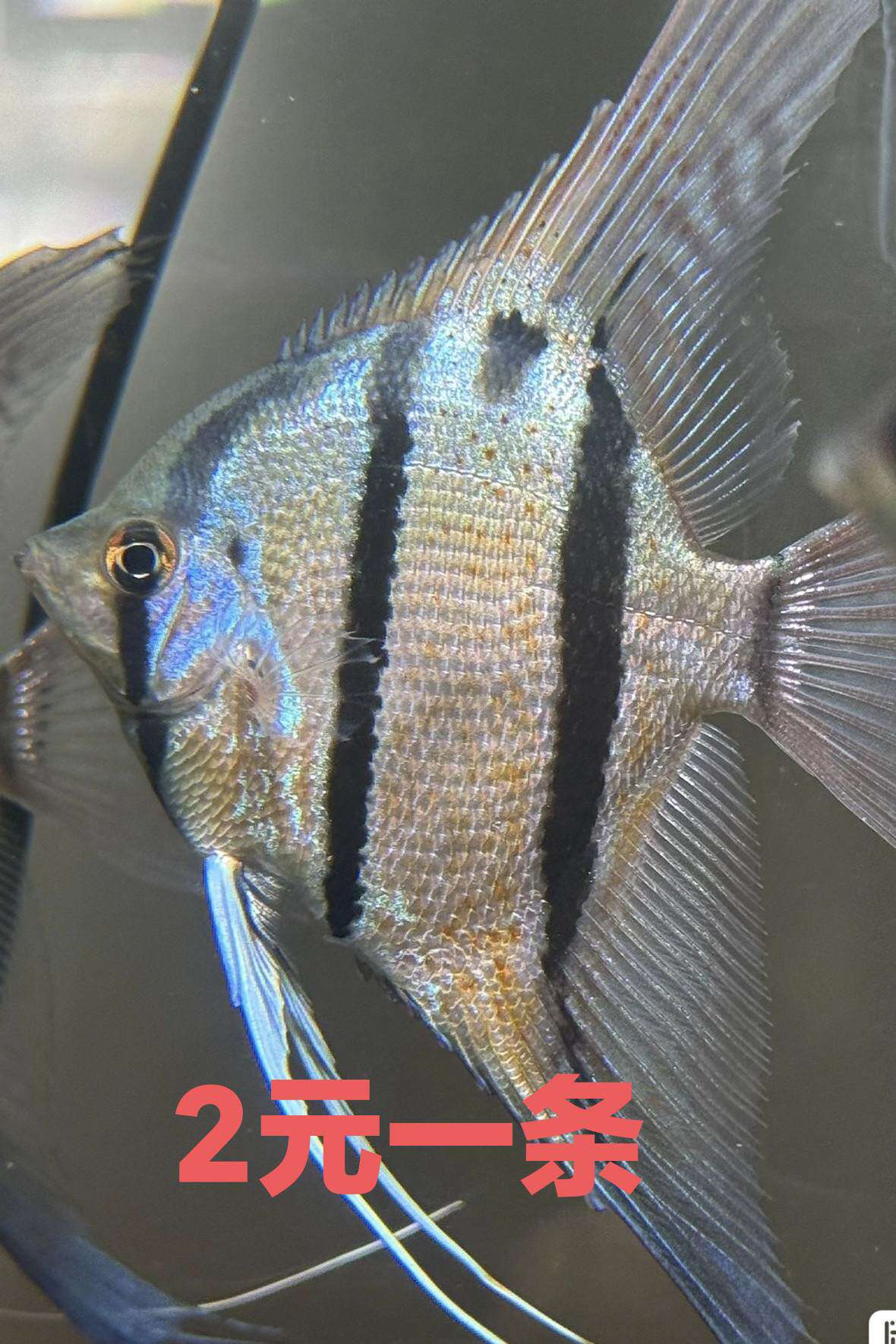 埃及神仙鱼活体观赏鱼热带鱼淡水鱼小型鱼七彩神仙鱼