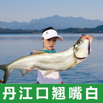 湖北丹江口市[大鱼专拍]翘嘴白鱼大翘嘴鲌鱼大白刁新鲜小刁子翘壳