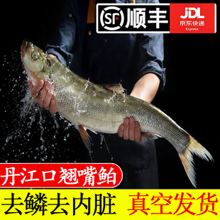 湖北翘嘴白鱼大白刁鲌鱼新鲜刁子鱼酒店白丝鱼淡水翘壳丹江口市发