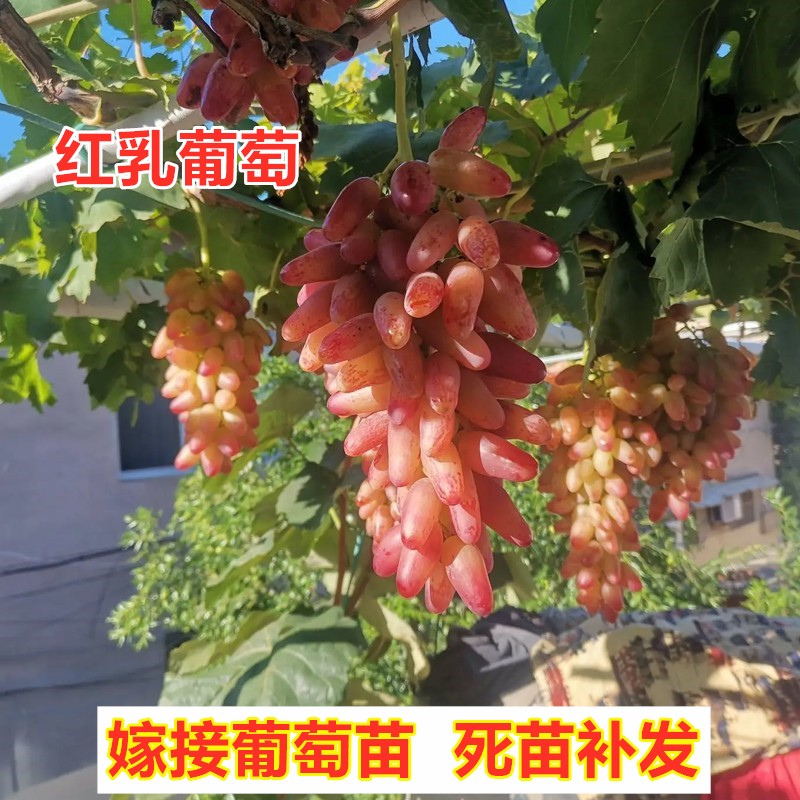 嫁接红乳葡萄树苗无籽红提葡萄苗南方北方盆栽地栽种植葡萄树果苗