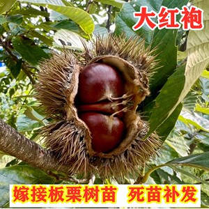 大红袍板栗树苗南方北方种植嫁接油栗子苗盆栽地栽板栗树当年结果