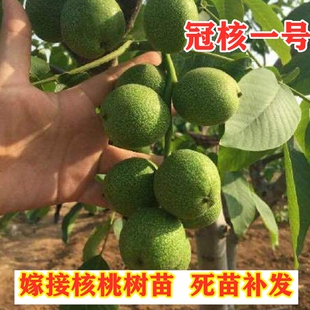 冠核一号核桃树苗南方北方种植嫁接薄皮核桃树盆地栽果树当年结果