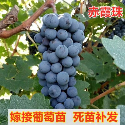 嫁接赤霞珠葡萄树苗酿酒葡萄苗南北方种植葡萄树盆栽地栽当年结果