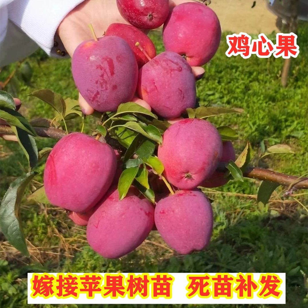 嫁接鸡心果东北小苹果苗锦绣海棠苹果树苗南北方种植果树盆栽地栽