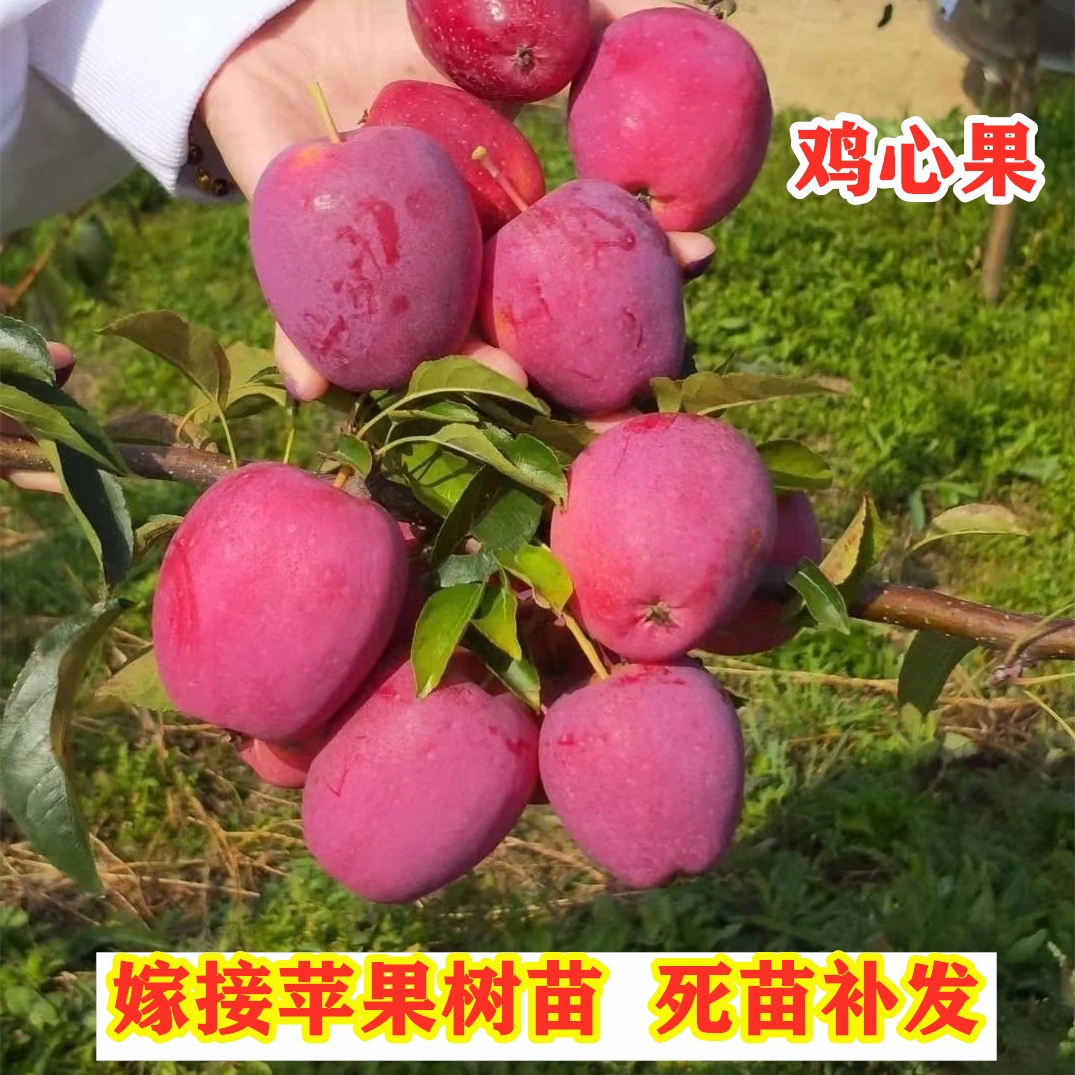 嫁接鸡心果东北小苹果苗锦绣海棠苹果树苗南北方种植果树盆栽地栽 鲜花速递/花卉仿真/绿植园艺 果树 原图主图