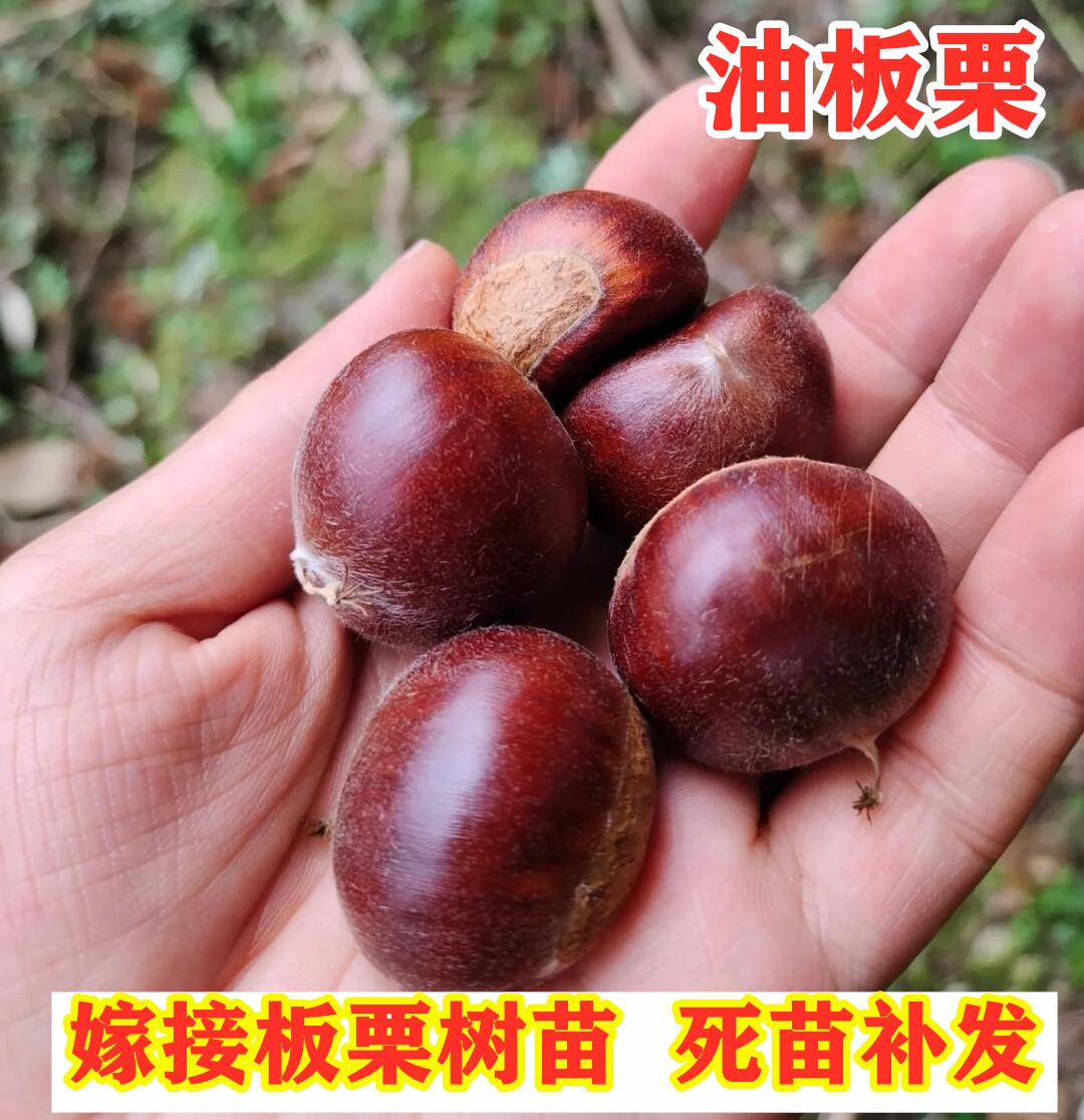 泰安油板栗树苗盆栽地栽嫁接特大油栗树南方北方种植果树当年结果