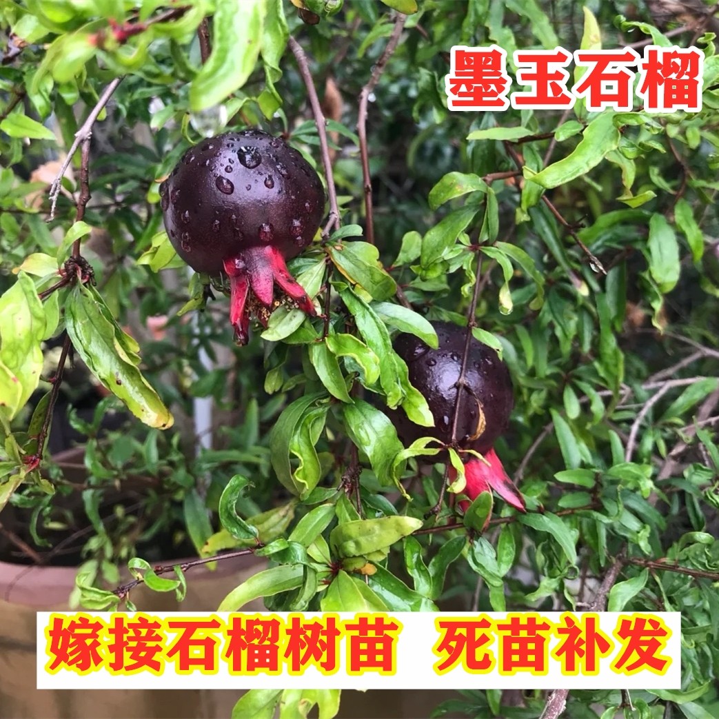 墨玉石榴树苗观赏黑石榴果苗南方北方庭院盆栽地栽种植紫玉石榴树