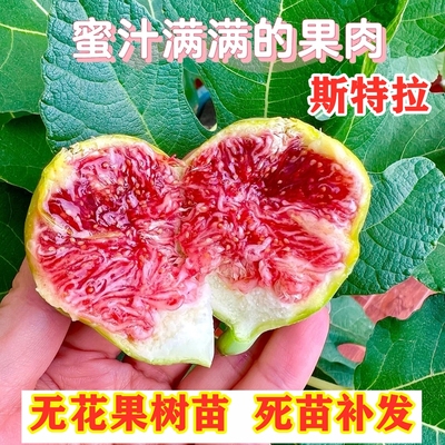 云南斯特拉无花果树苗南北方盆地栽种植抗寒糖心无花果苗当年结果