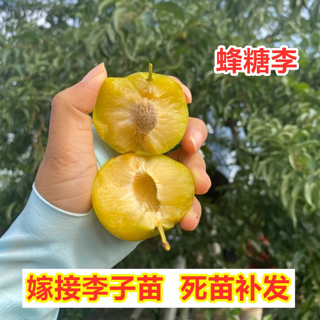 蜂糖李子树苗南北方种植嫁接特大四川脱骨青脆李子苗盆栽地栽果树