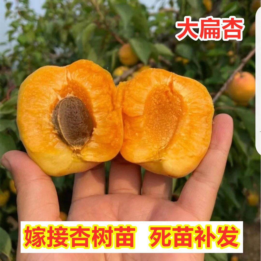 杏树活苗早熟大扁杏树苗嫁接辽宁龙王帽杏子树苗南方北方庭院种植