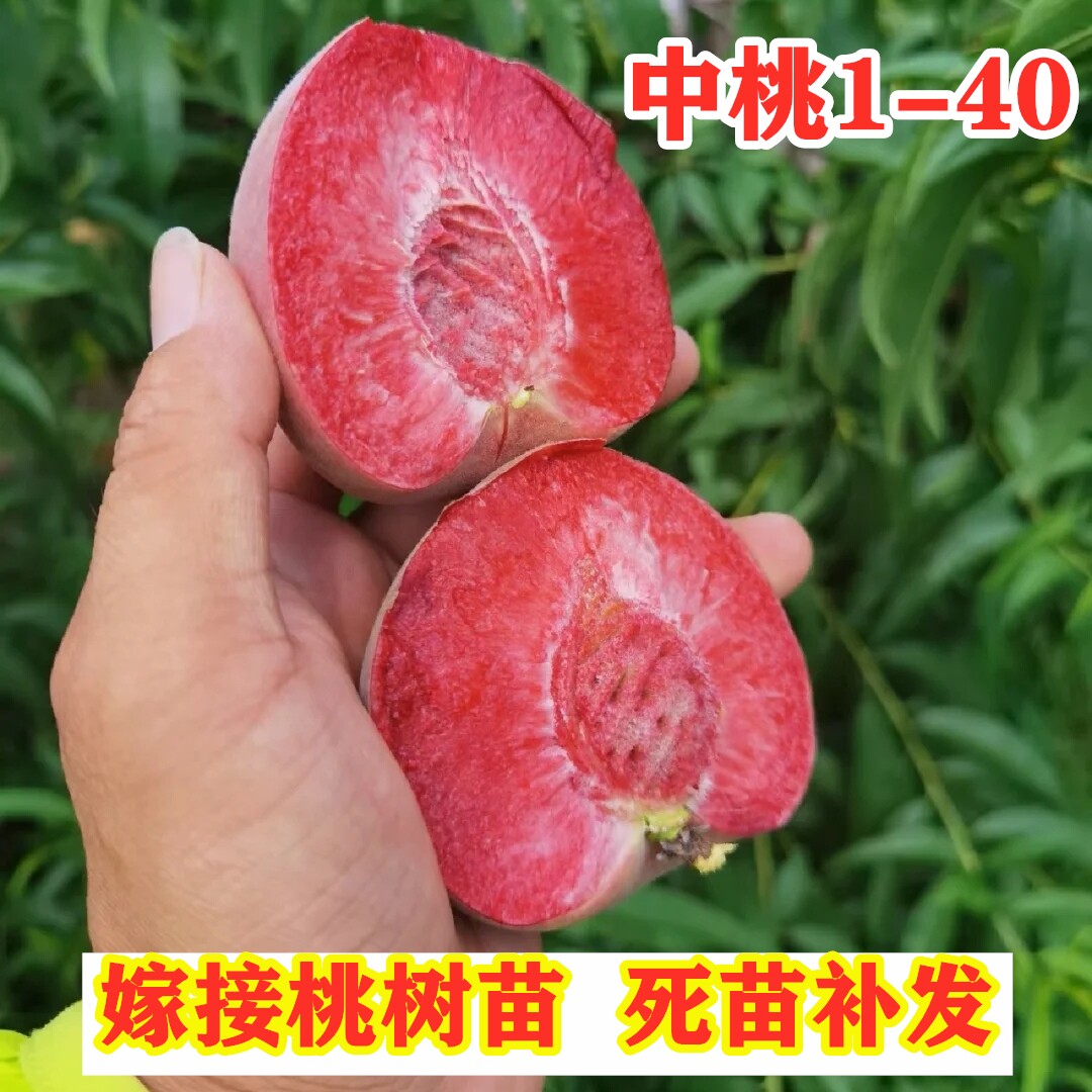 中桃1-40桃树苗南方北方种植红肉血桃树盆栽地栽嫁接桃树当年结果