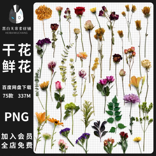 复古文艺植物花卉干花鲜花贴纸电子手账素材PNG饭圈美工平面设计