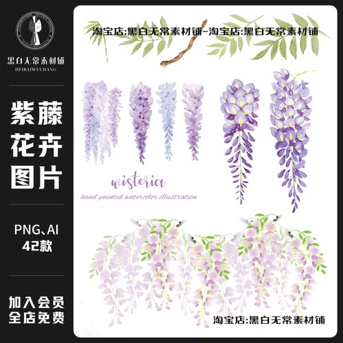 梦幻紫藤花卉ai矢量手绘插画手账png免扣图海报设计饭圈美工素材