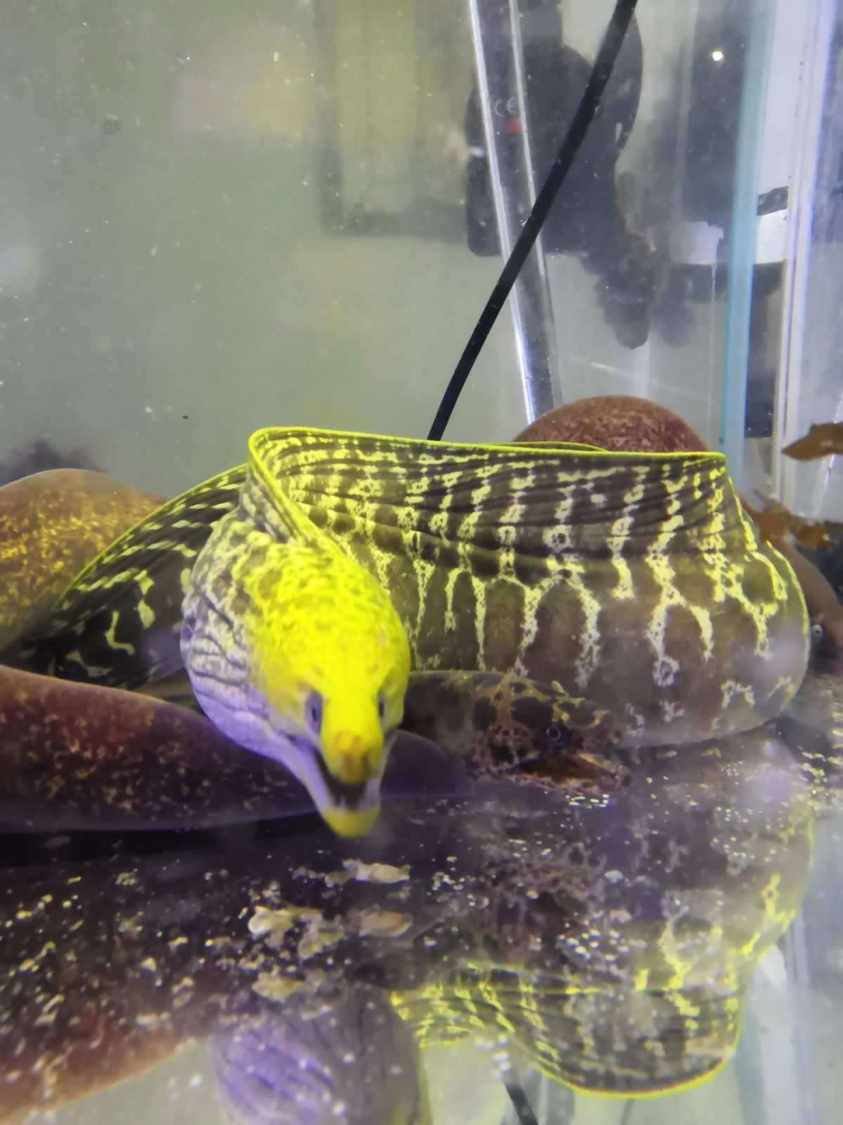 波纹裸胸鳝 网纹裸胸鳝 海鳗鱼 海鳝 活体 深圳水族 原生海洋生物在类目 宠物/宠物食品及用品, 水族世界, 鱼中 - 来自Buy2taobao.com提供专业的淘宝代购服务