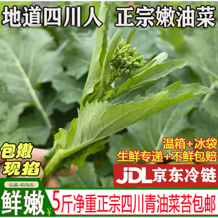 四川特产新鲜嫩油菜苔油菜心芯青油菜尖当季农家新鲜蔬菜清炒食材