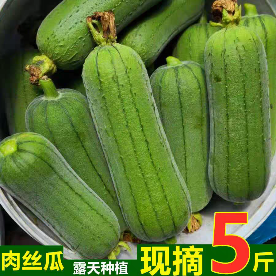 四川当季新鲜现摘短棒肉丝瓜台湾品种翡翠香丝瓜短粗水丝瓜农家菜