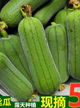 四川当季新鲜现摘短棒肉丝瓜台湾品种翡翠香丝瓜短粗水丝瓜农家菜