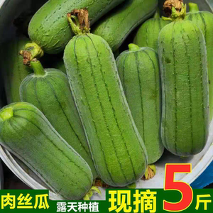 四川当季新鲜现摘短棒肉丝瓜台湾品种翡翠香丝瓜短粗水丝瓜农家菜