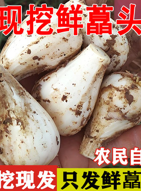 四川藠头新鲜荞头蔬菜农家教头小蒜疏菜叫头泡菜茭头现挖苦野蕌头