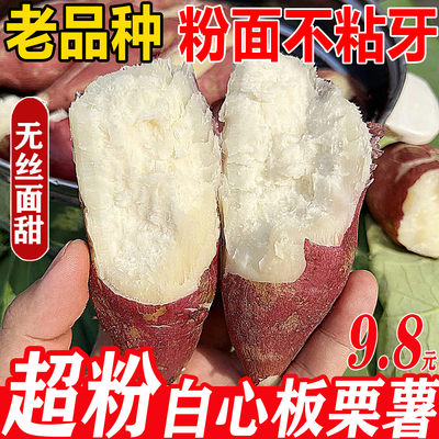 【粉面甘甜】白心板栗薯