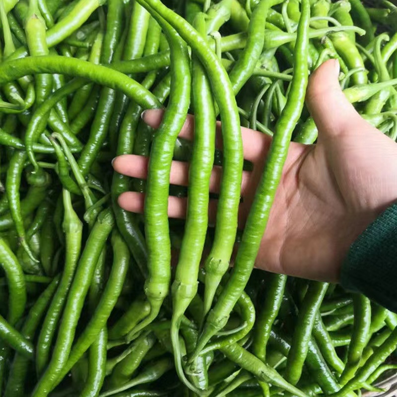 四川农家当季新鲜二荆条非线椒辣椒薄皮微辣