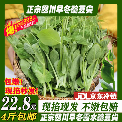 【官方力荐】正宗四川季嫩豌豆尖