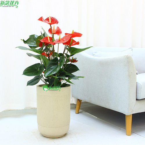 【上海同城】红掌开花植物花卉