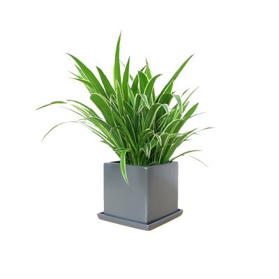 卷叶吊兰绿植花卉盆栽