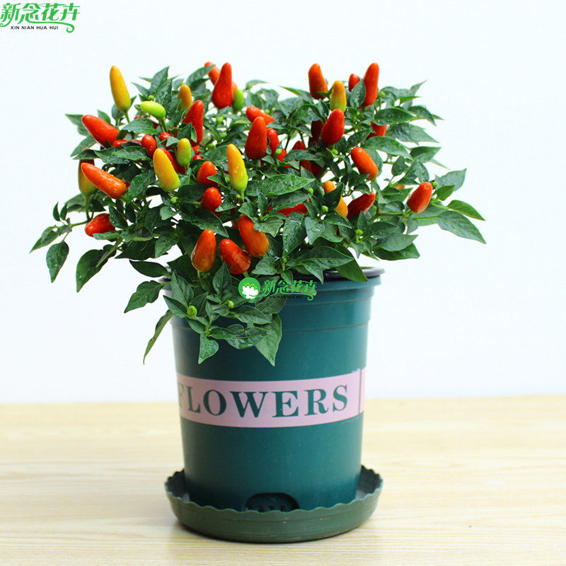 新念 五彩辣椒盆栽观赏五色小米五彩椒阳台植物七彩椒绿植带果