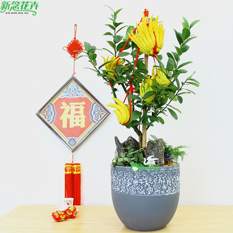 新念 佛手盆栽礼品花卉室内办公室绿植金佛手盆景年宵花植物