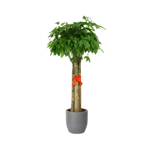 大型发财树盆栽绿植 粗壮开业乔迁花卉植物 上海专车送