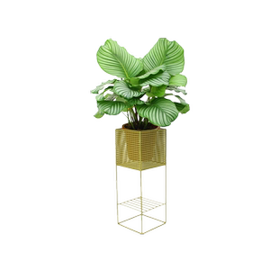 青苹果竹芋盆栽净化空气室内办公室绿植彩虹青纹玫瑰竹芋盆栽