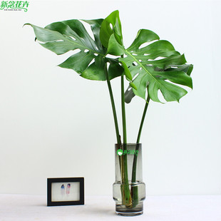 龟背竹水培鲜切枝客厅植物净化空气仙洞龟背水养桌面绿植