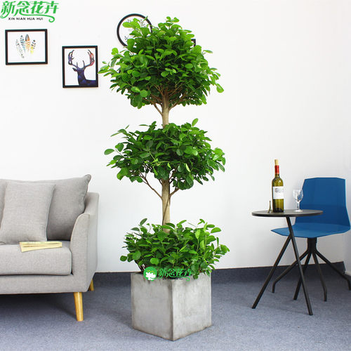 摇钱树招财树大型盆栽植物花卉上海绿植盆栽 - 封面