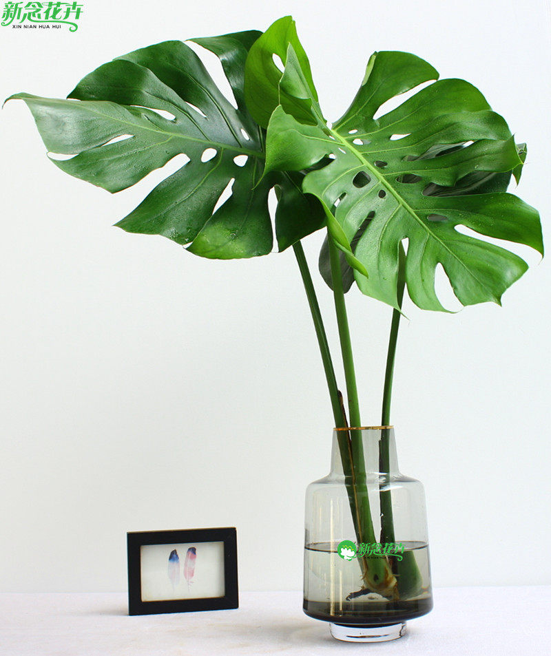龟背竹水培鲜切枝客厅植物净化空气仙洞龟背水养桌面绿植