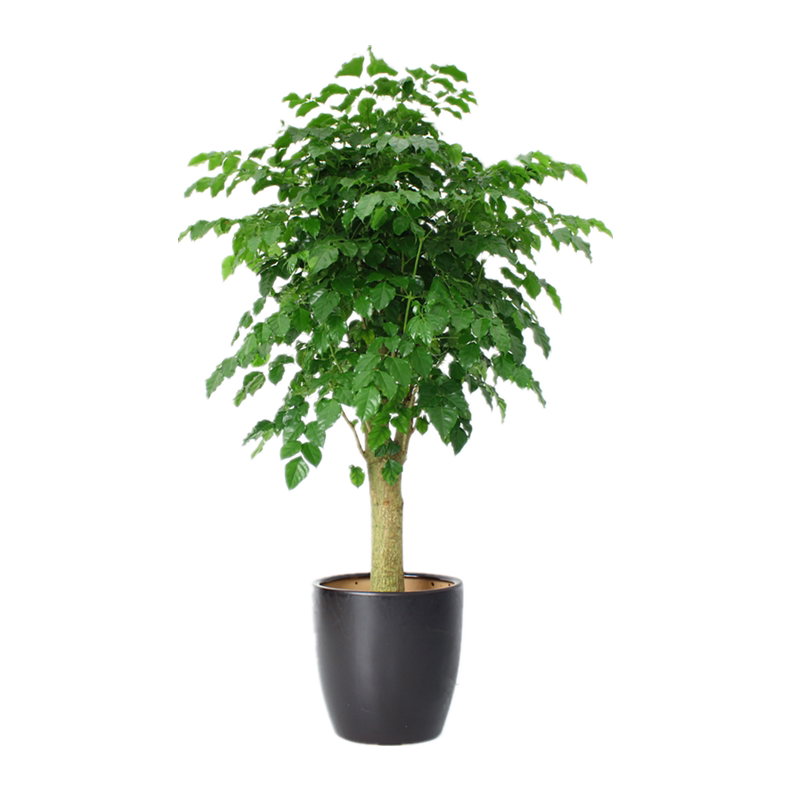 新念幸福树上海大型绿植花卉