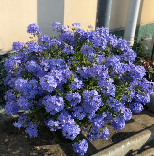 盆栽好养耐热多年生庭院爬藤植物