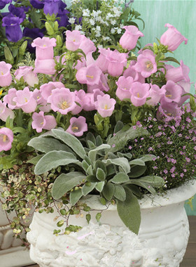 风铃草花苗阳台盆栽花卉植物宿根耐寒庭院地栽花园多年生易种好养