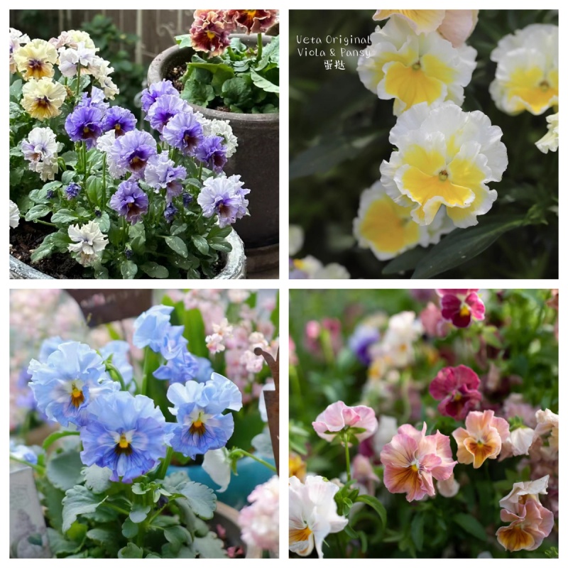 角堇耐寒植物阳台盆栽地栽好养活