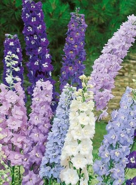 大花飞燕草花苗耐寒庭院楼顶花园阳台室外地栽宿根耐寒植物好养活