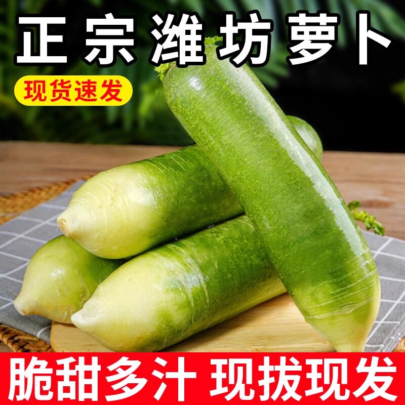 潍坊水果萝卜潍县脆甜生吃特产新鲜微辣青萝水果萝卜应季包邮5斤