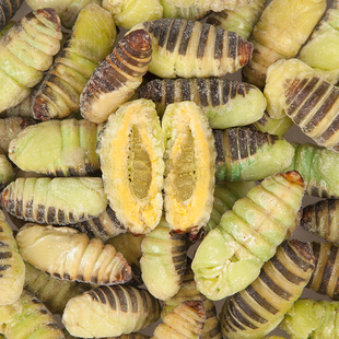 溪味道东北小神仙蛹1斤冷冻软皮尖蛹