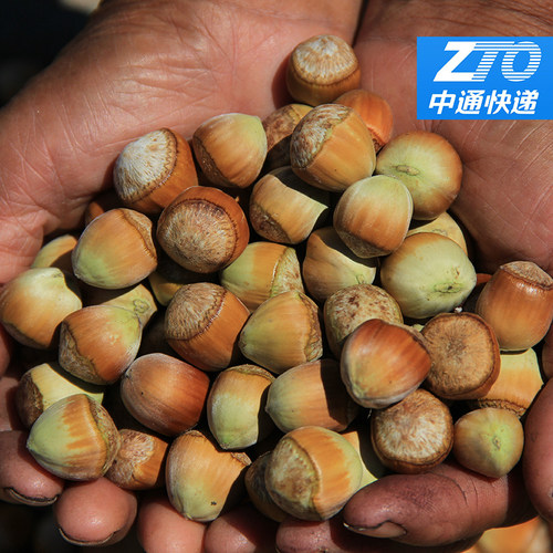 溪味道新鲜脱绿皮水瓤大榛子鲜果水仁薄皮达维大果鲜坚果