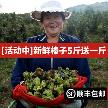 溪味道2020年新鲜带绿皮野山生的大榛子水仁水瓤青皮坚果东北特产