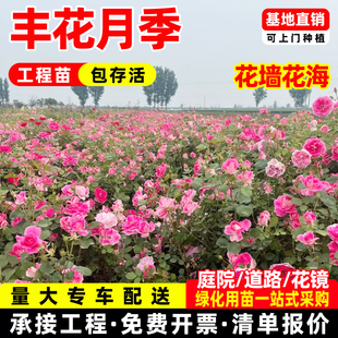 成都丰花月季多分枝红帽月季大花苗耐寒耐热花坛花境园林绿化工程