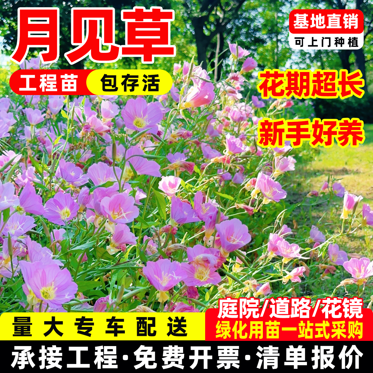 美丽月见多季开花草盆栽