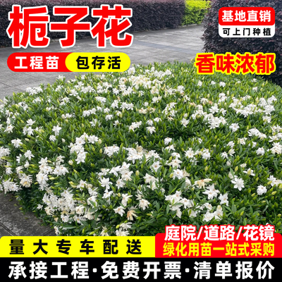 成都四季栀子花大小叶栀子花二栀子海栀子盆栽花苗地栽工程绿化苗