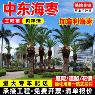 中东海枣树苗四川绿化行道树棕榈树长叶刺葵风景树加拿利银海枣树